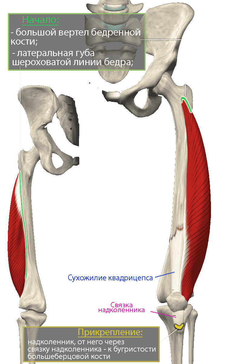 Латеральная широкая мышца бедра