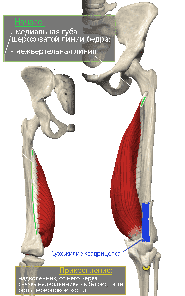 Медиальная широкая мышца бедра