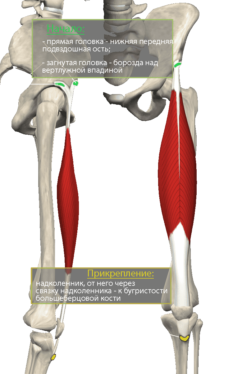 Прямая мышца бедра