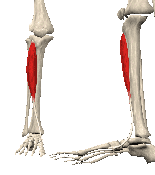 Передняя большеберцовая мышца