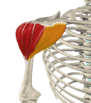 Передняя часть дельтовидной мышцы